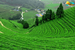 Coimbatore Kodaikanal Ooty Coonoor Mudumalai Tour Package view 2