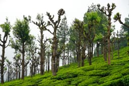 Pollachi Valparai Tour Package view 5