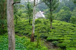 Pollachi Valparai Tour Package view 6