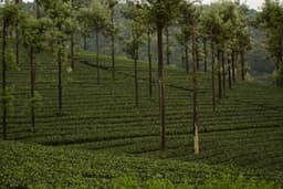 Pollachi Valparai Tour Package view 8