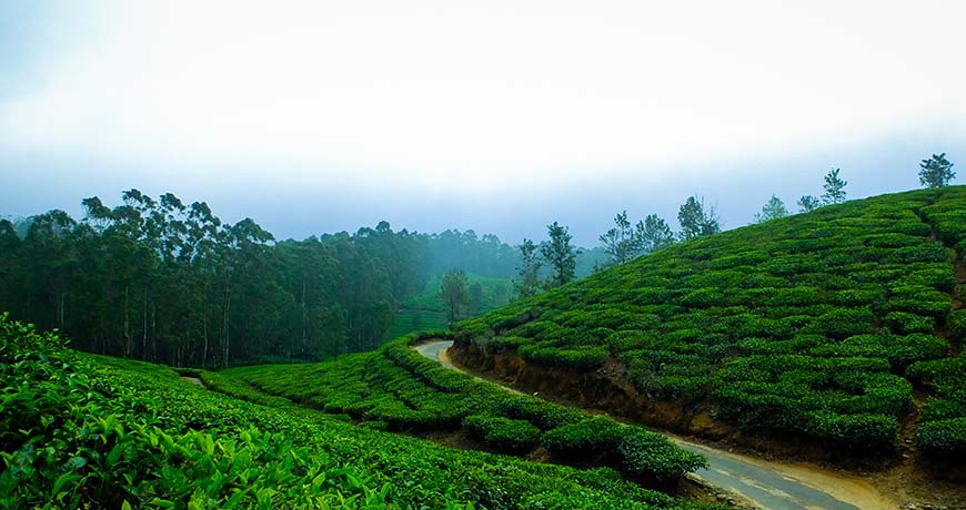 Cochin Alleppey Houseboat Munnar Tour Package view 3