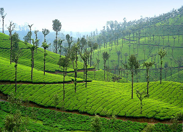 valparai-package-tours