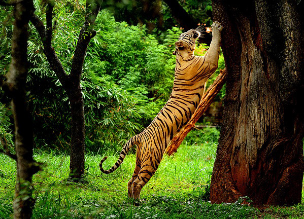 wildlife-adventure-tours-valparai