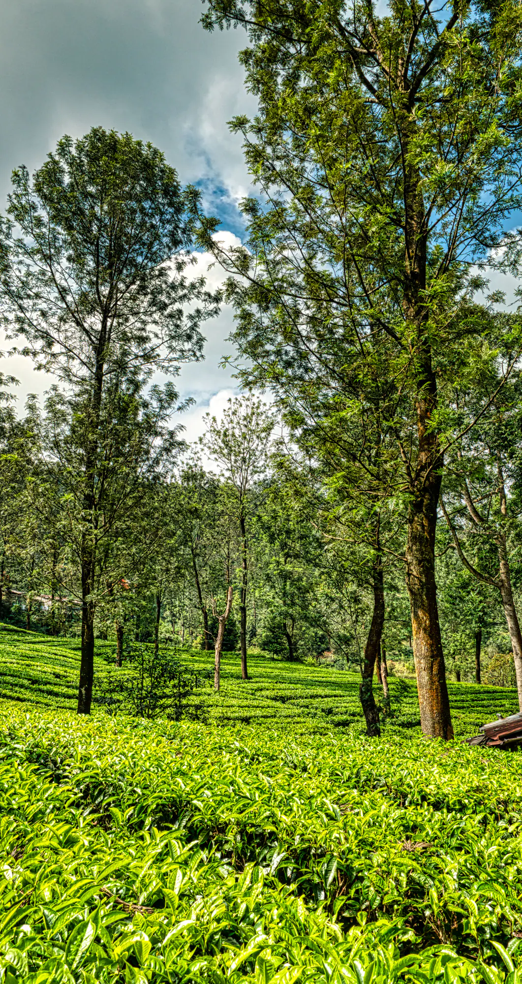 Tall trees in an evergreen forest