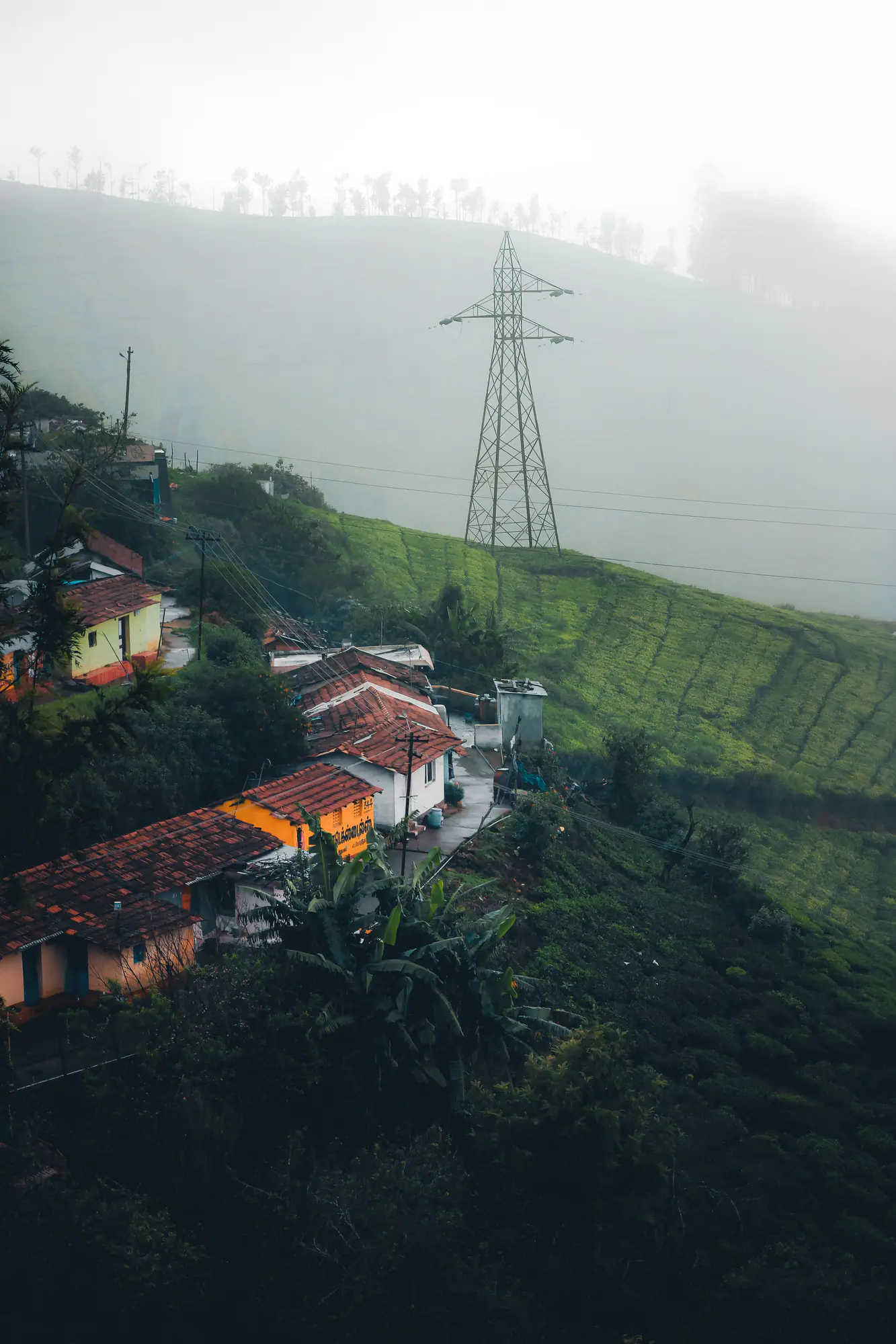 Estate village houses among tea gardens
