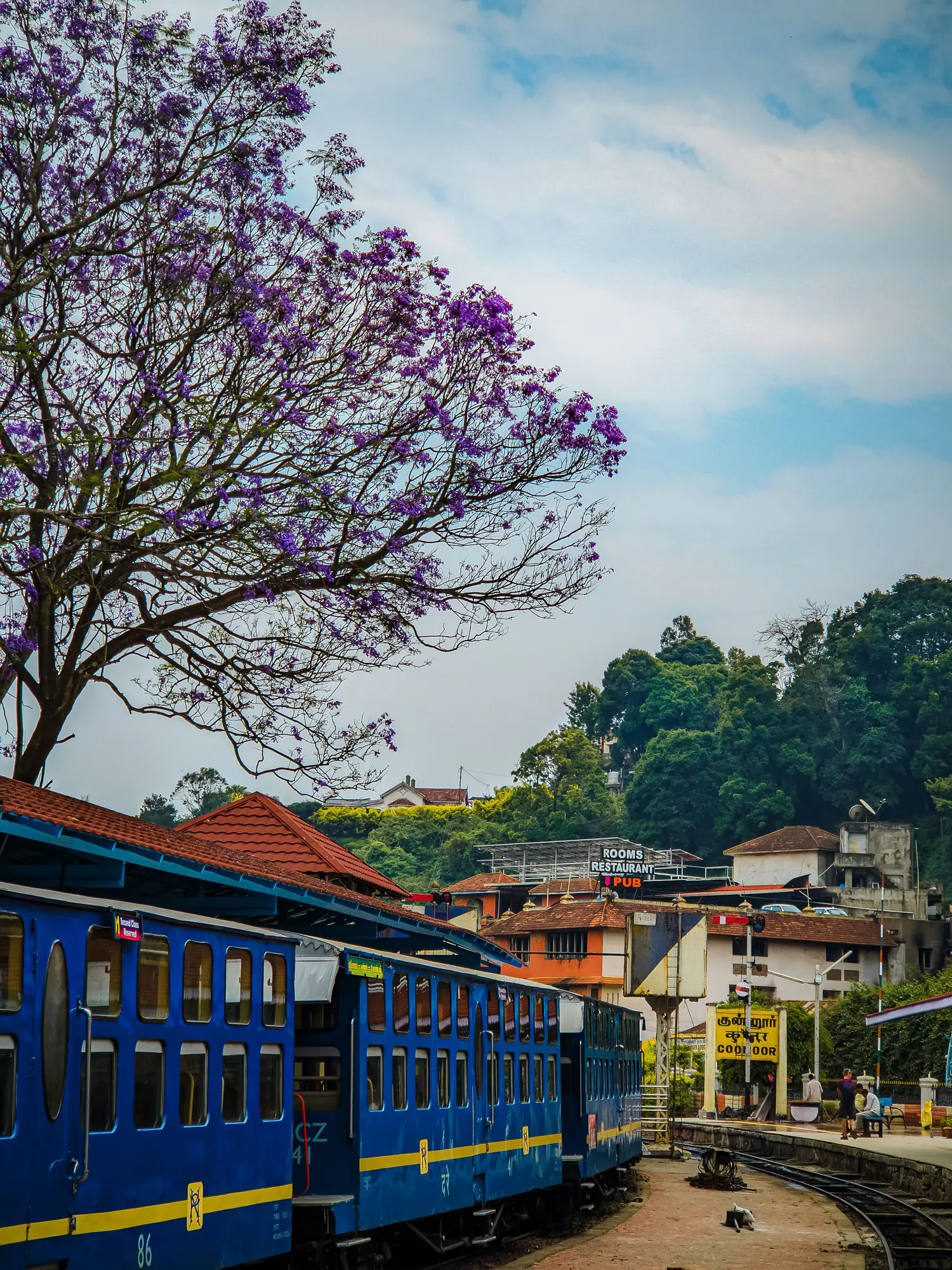 Jacaranda tree in bloom in a hill town