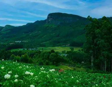 Flower farm in Kanthalloor