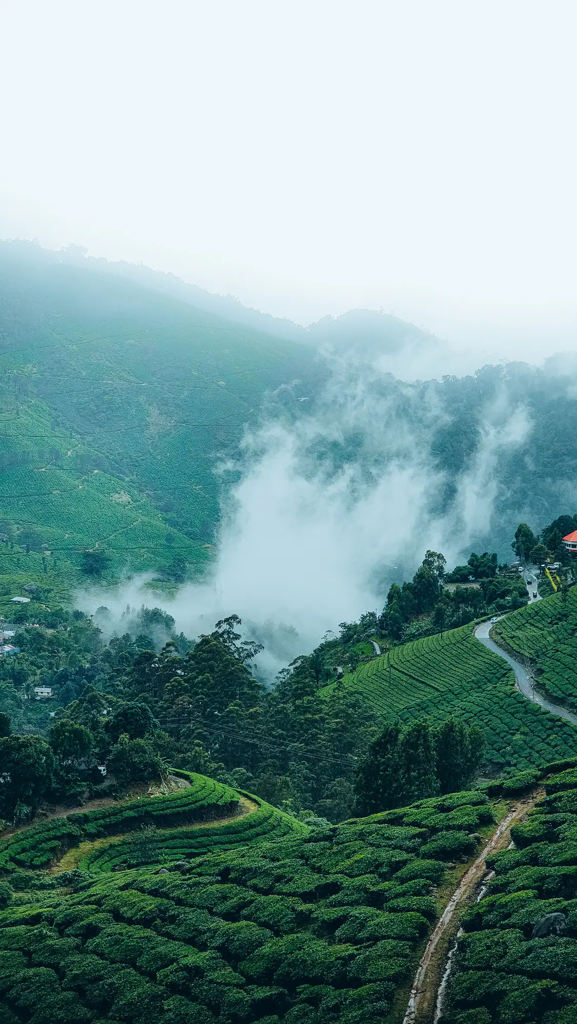Mist rising from a valley beside tea estates