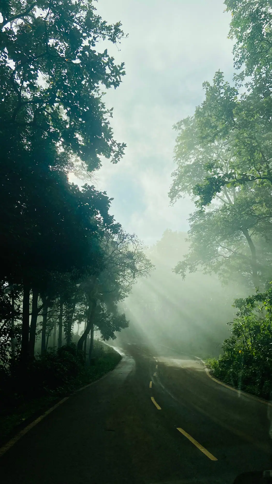 Sun rays through a misty forest