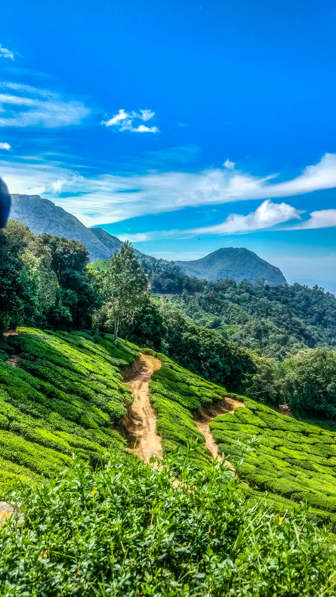 Trail through green hills in Munnar