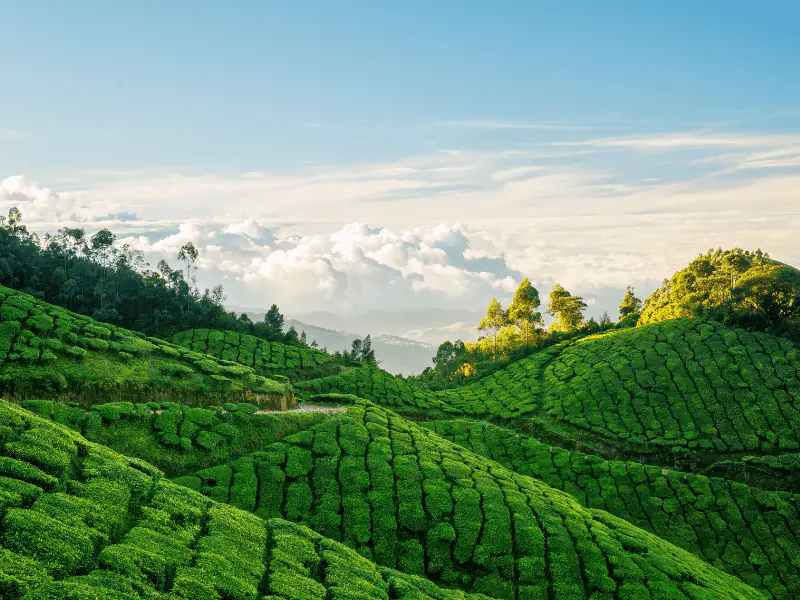 Panorama of Munnar tea estates