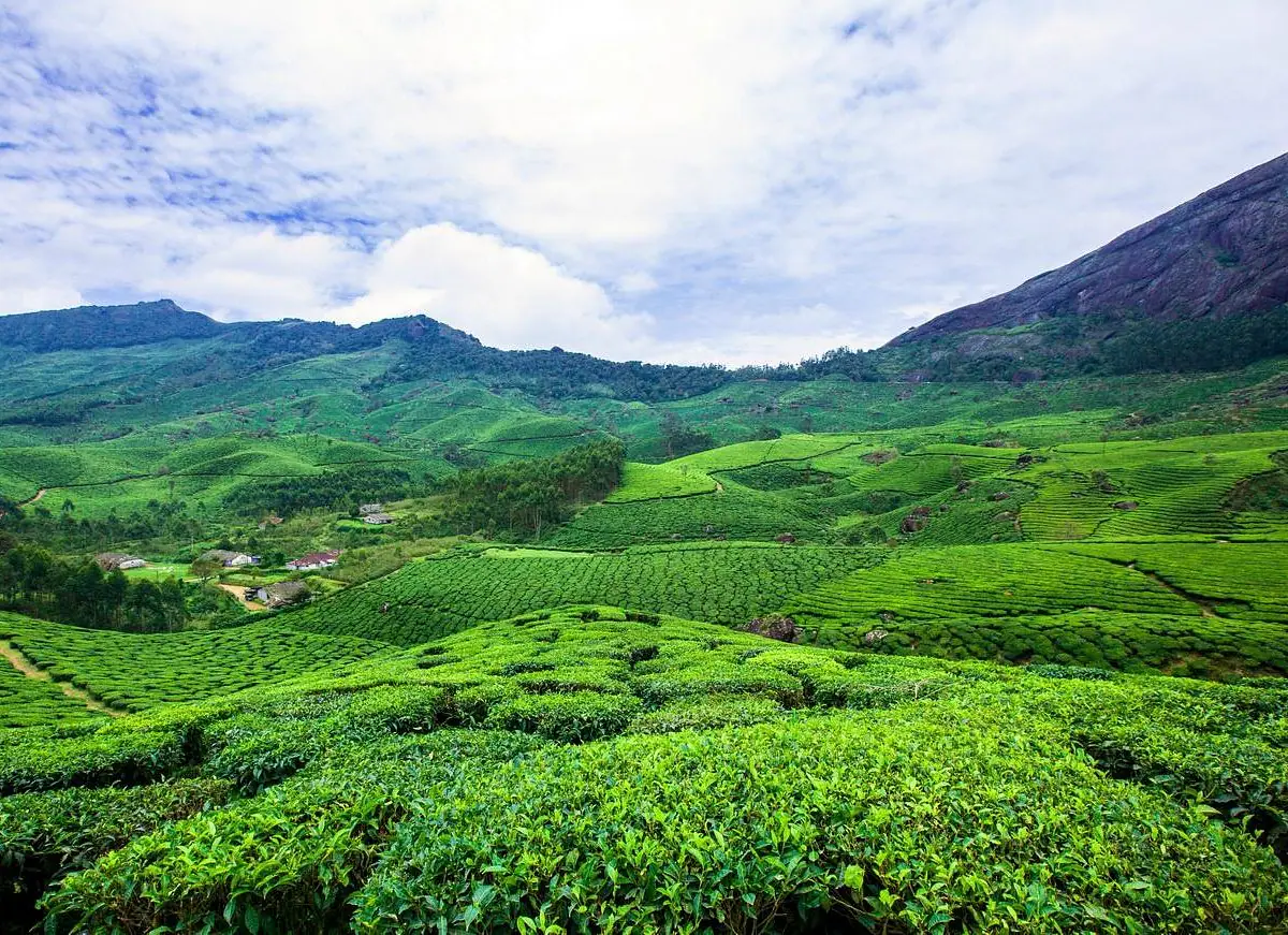 Munnar tea gardens under blue sky
