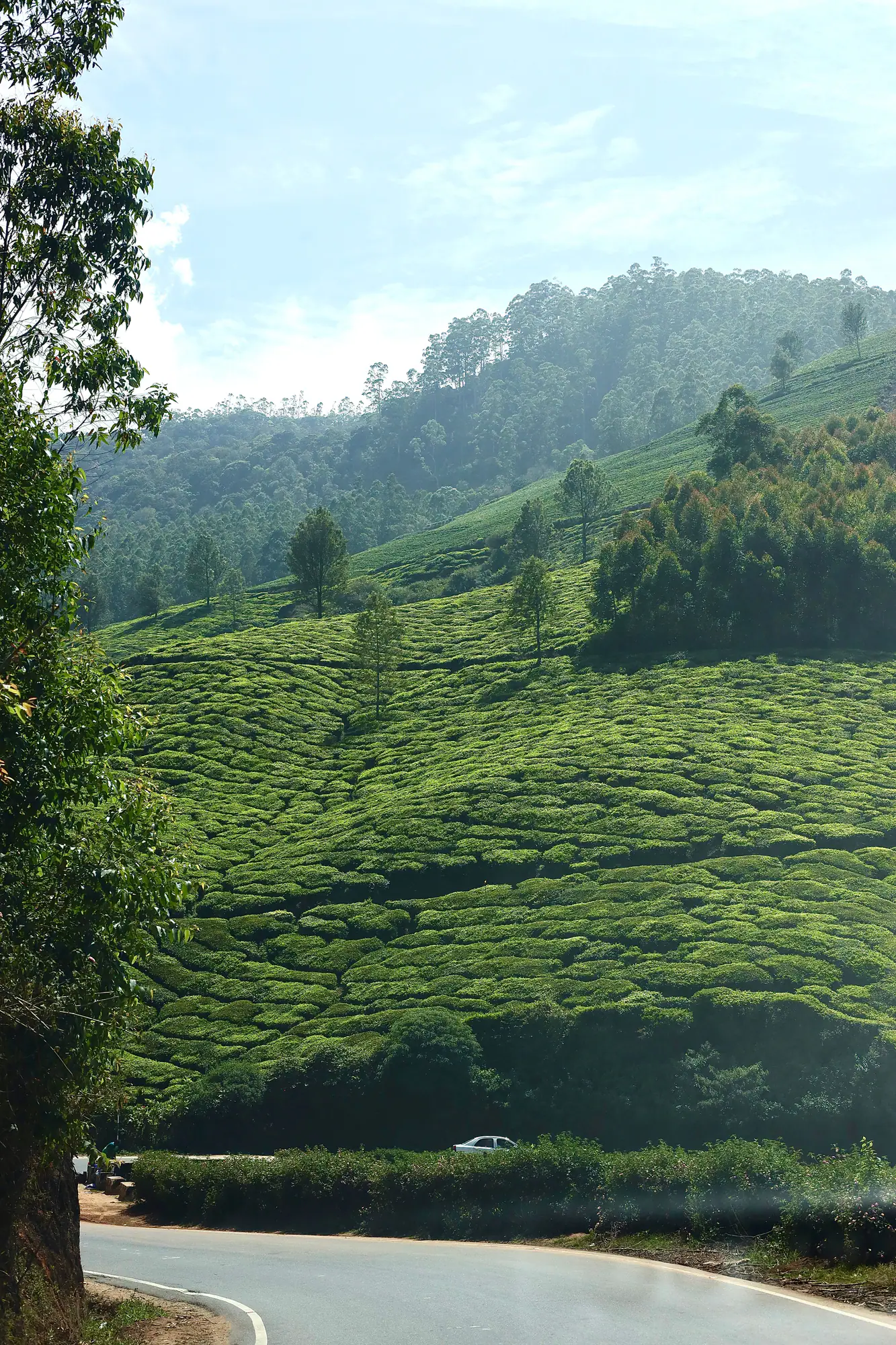 Green tea hills in Munnar