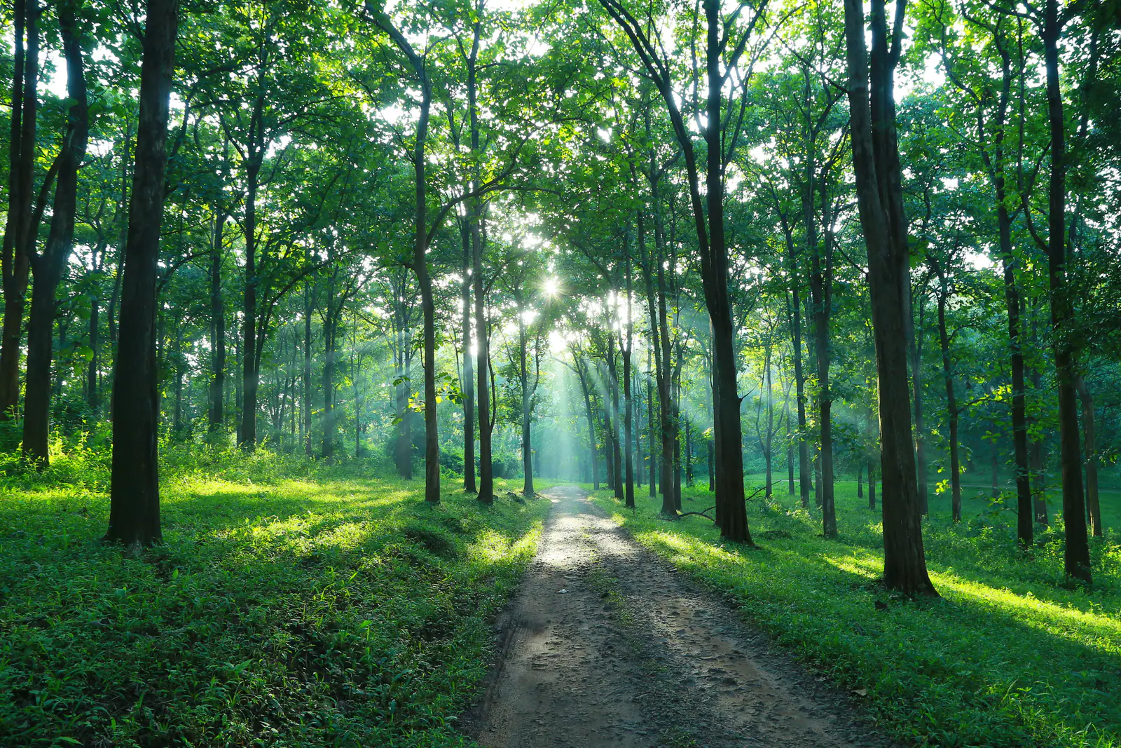 Forest road through teak woods at Parambikulam