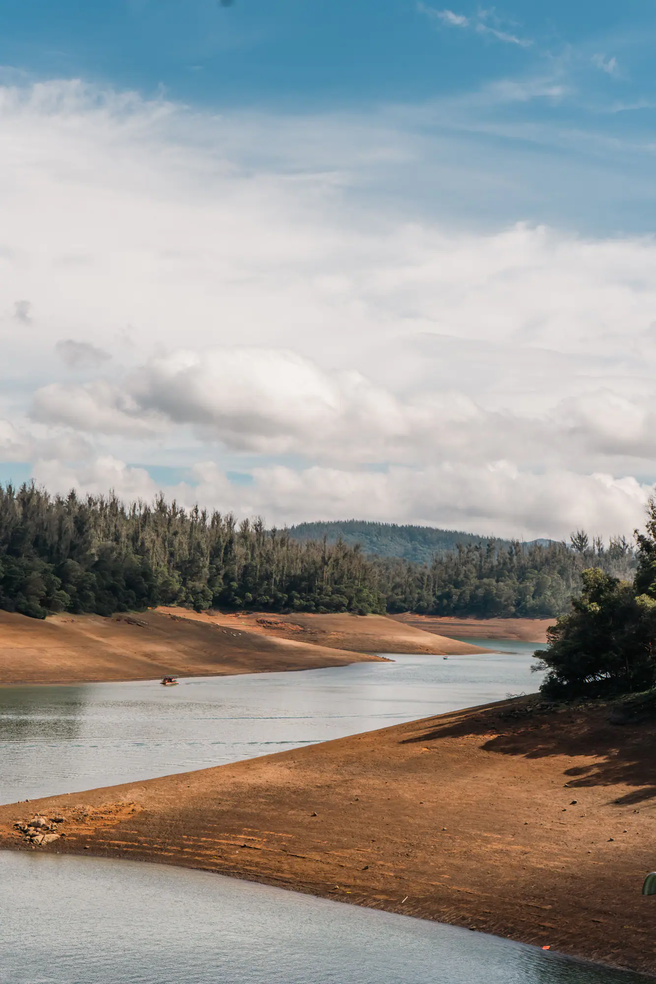 Reservoir shore with pine forest