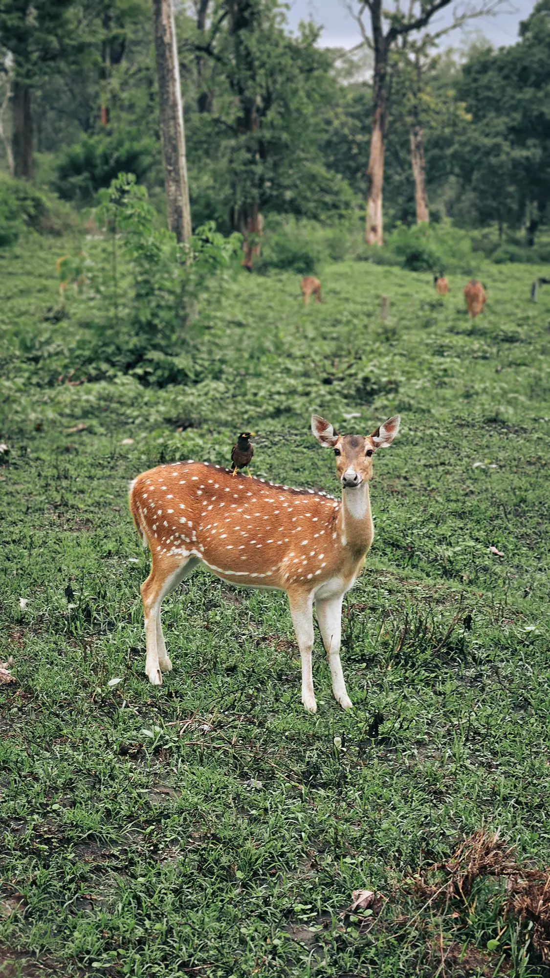 Spotted deer on a grassland