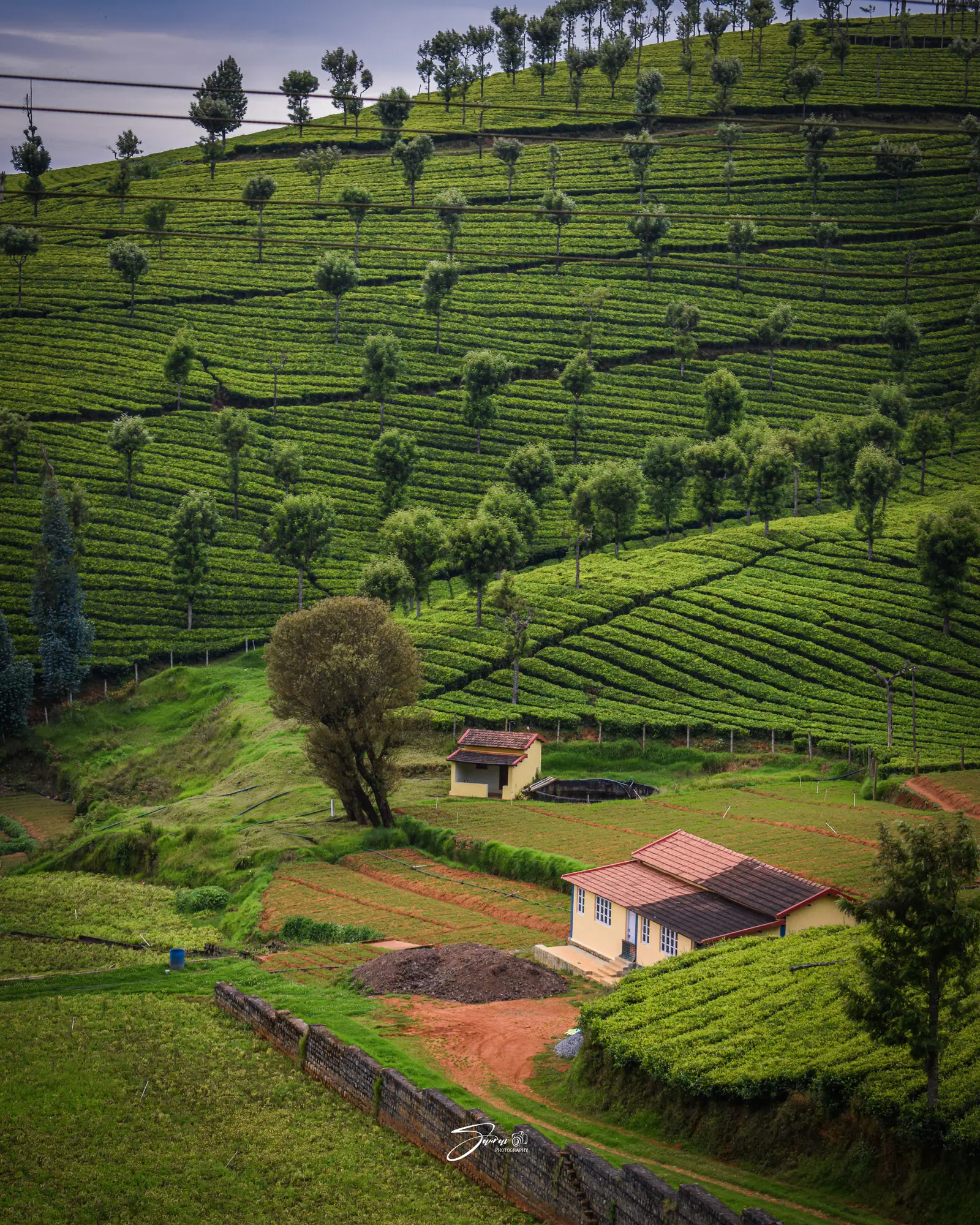 Cottage among terraced tea slopes