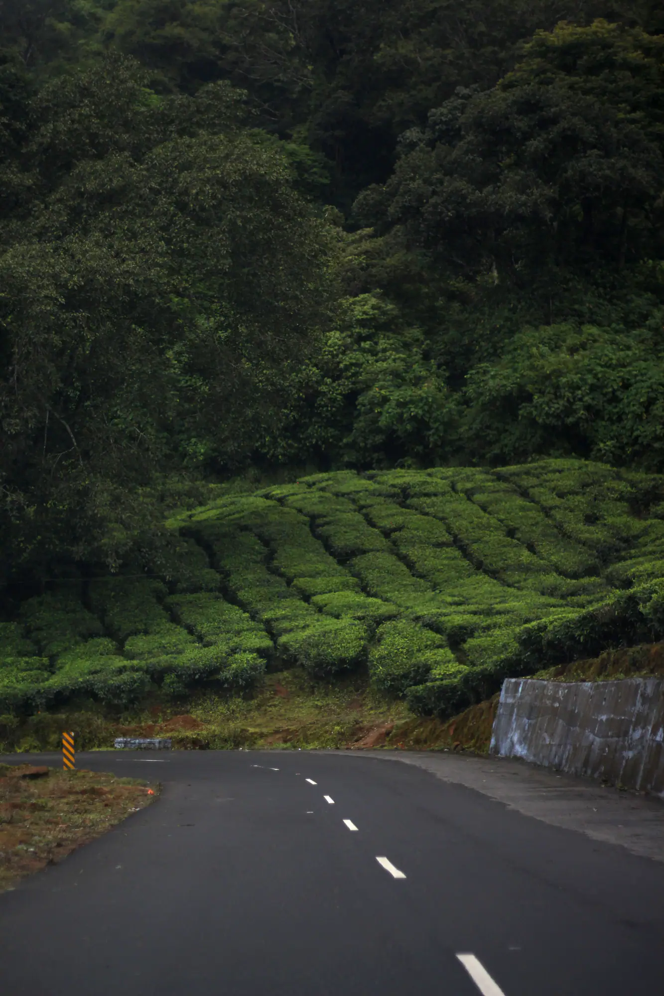 Dense tea estate in soft light