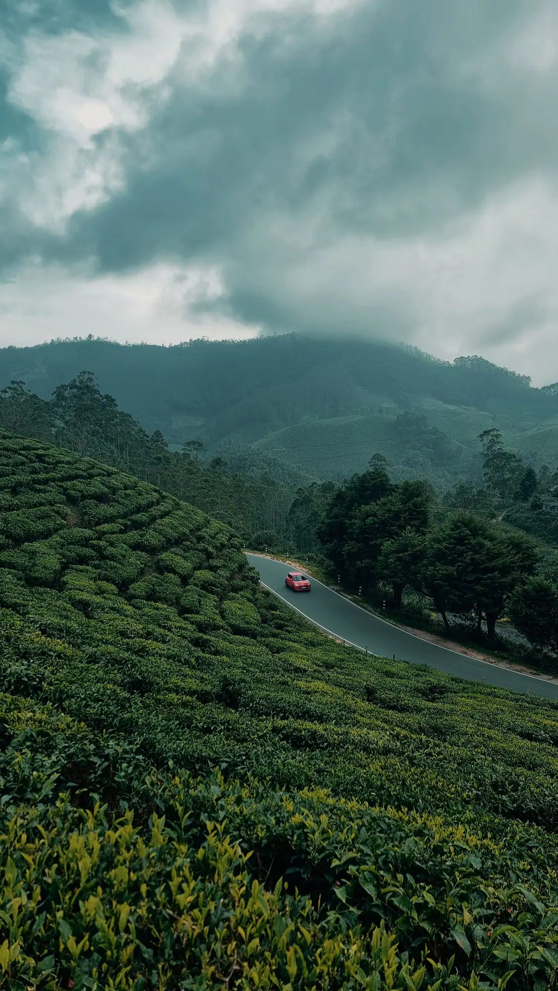 Road through tea hills with a car
