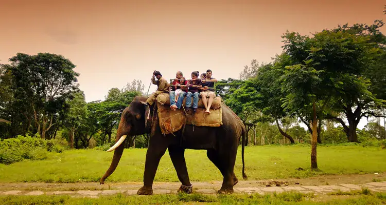 Elephant safari at Topslip, Anamalai Tiger Reserve