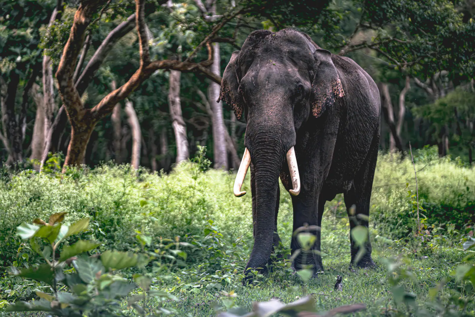 Tusker elephant in the forest