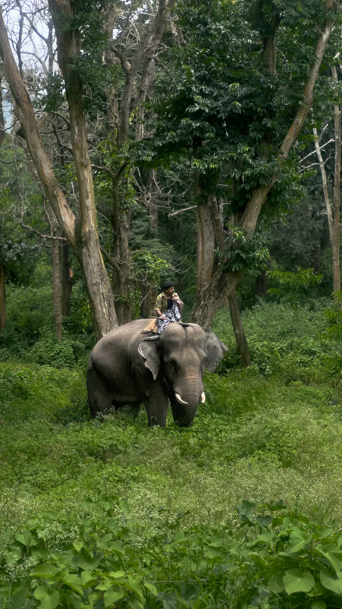 Elephant with mahout in the forest near Topslip