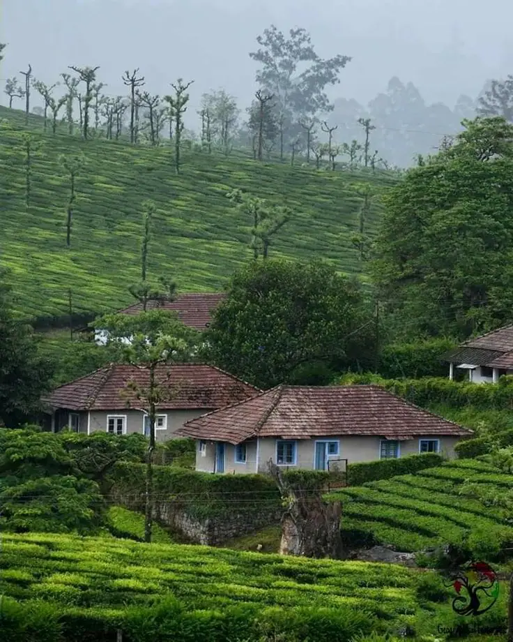 Tea estate houses in Valparai