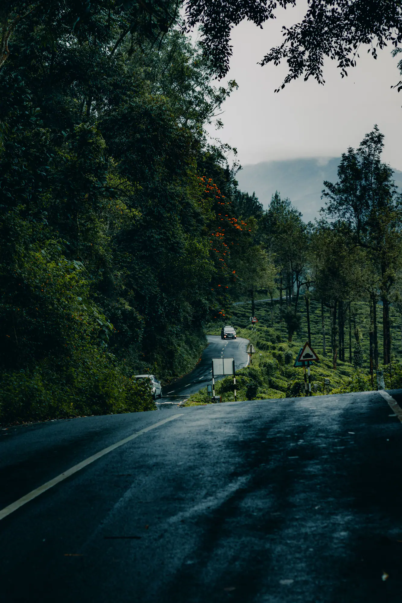 Hill road winding through tea gardens