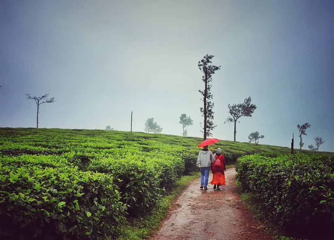 Couple walking through a Valparai tea estate