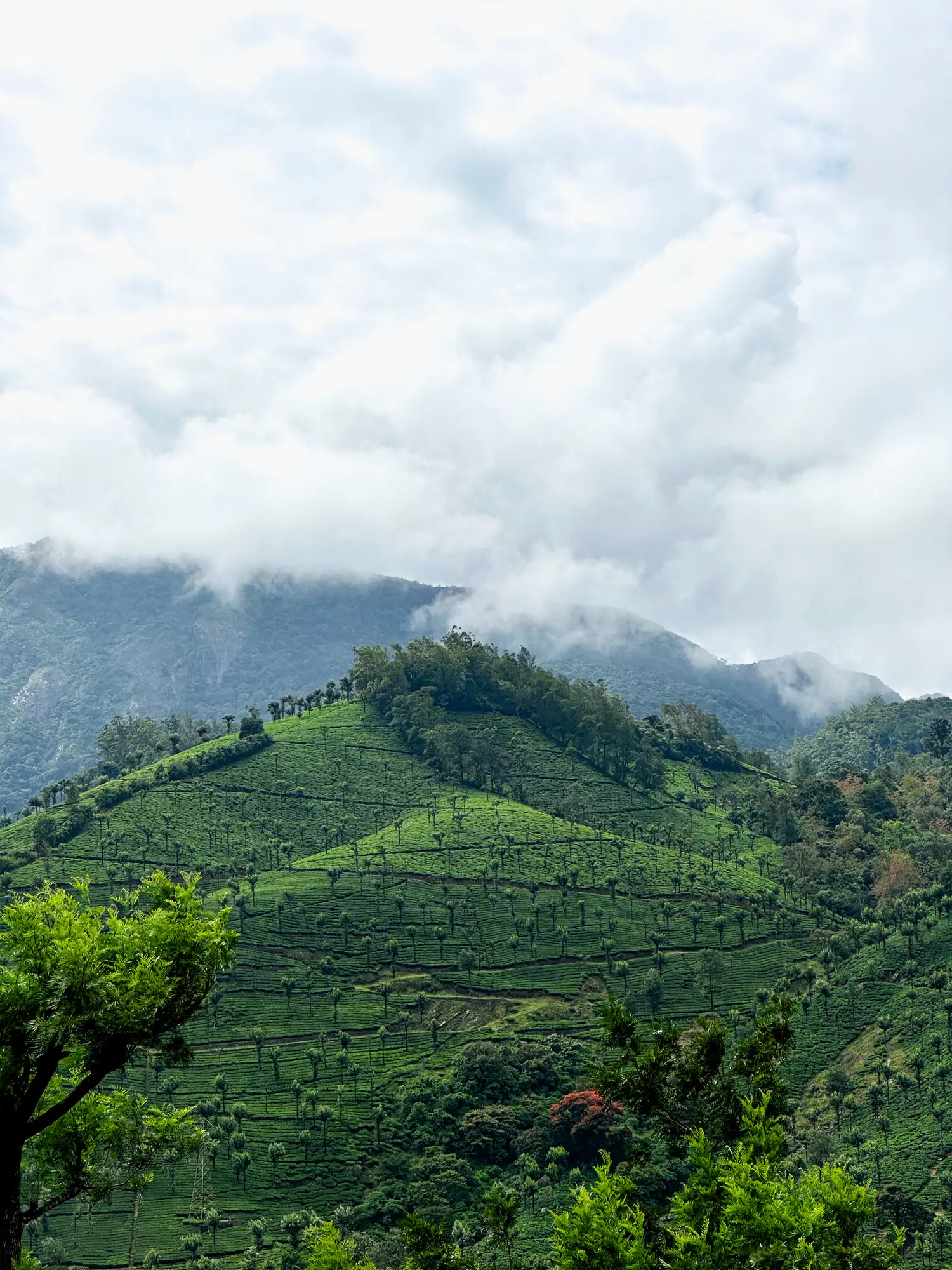 Tea estates below cloud-covered mountains