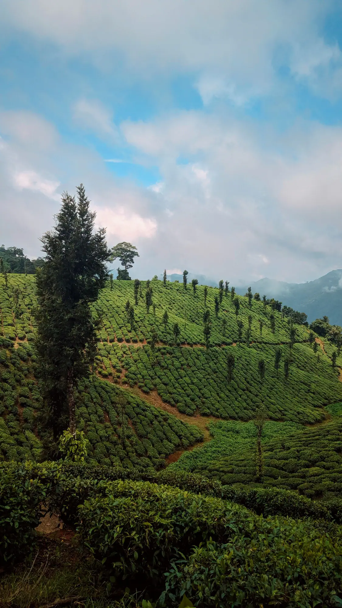 Tea slope dotted with shade trees