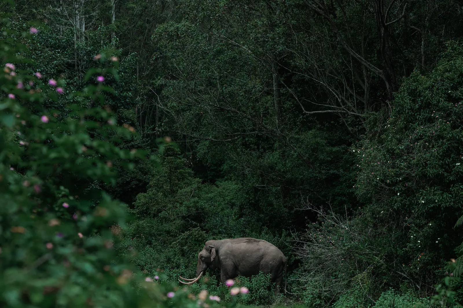 Wild elephant at the forest edge