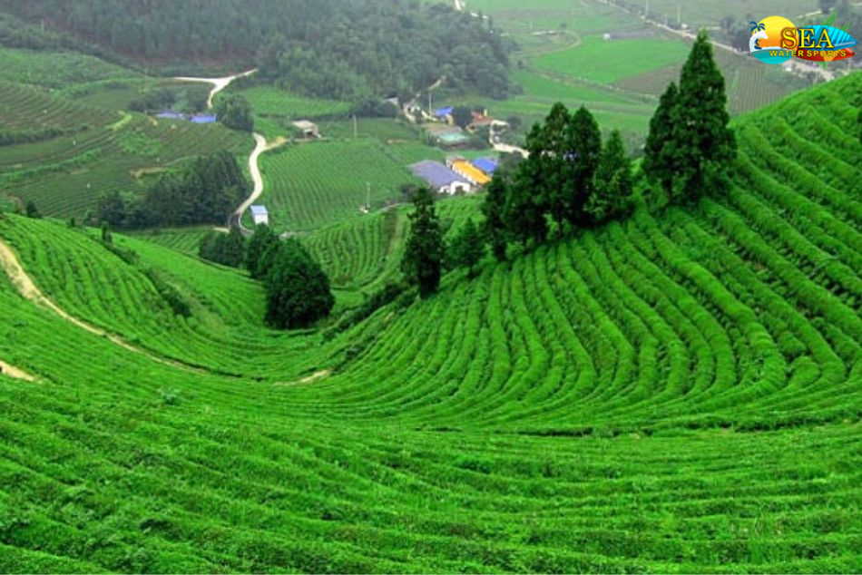Coimbatore Kodaikanal Ooty Coonoor Mudumalai Tour Package view 2