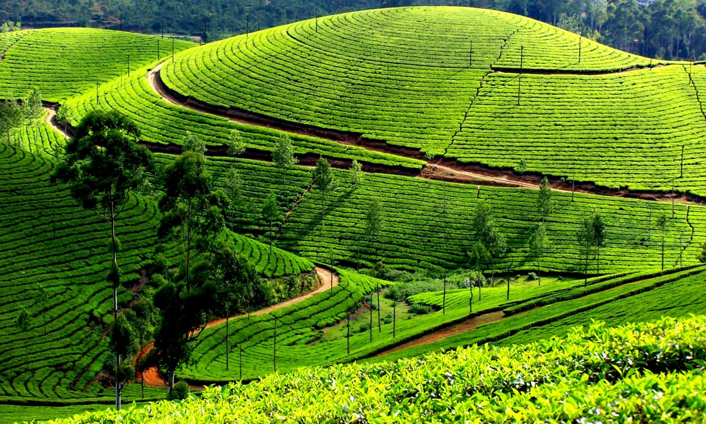 Kodaikanal Local & Sightseeing Tour Package view 2