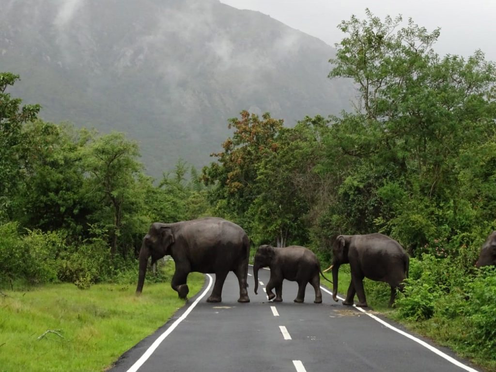 Coonoor Ooty Pykara Masinagudi Tour Package view 2