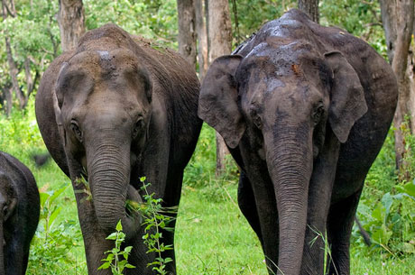 Coonoor Ooty Pykara Mudumalai Tour Package view 1