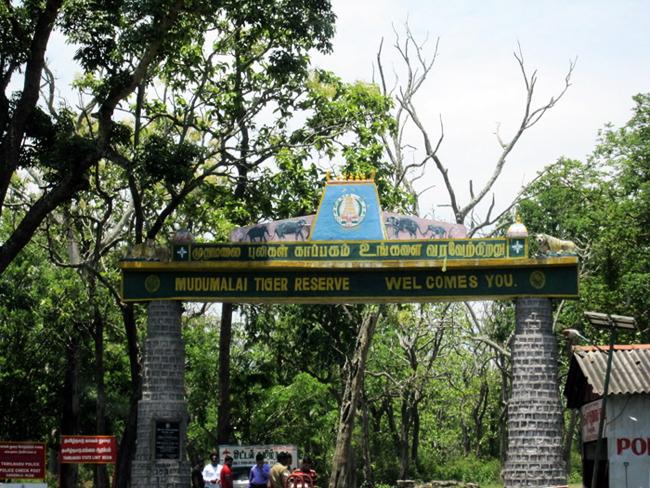 Coonoor Ooty Pykara Mudumalai Tour Package view 3