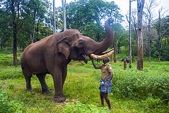 Pollachi Topslip Parambikulam Valparai Tour Package view 5