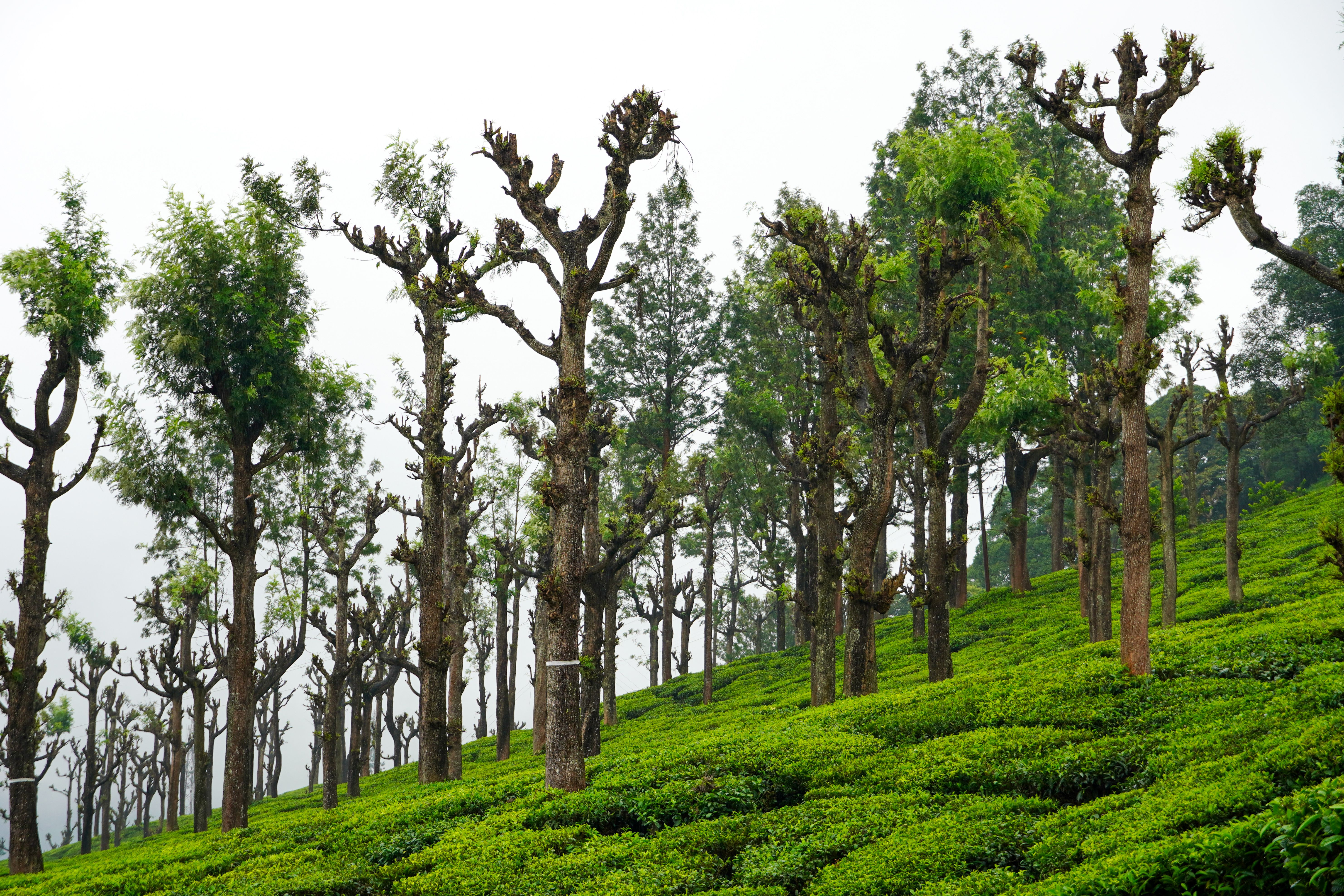 Pollachi Valparai Tour Package view 4