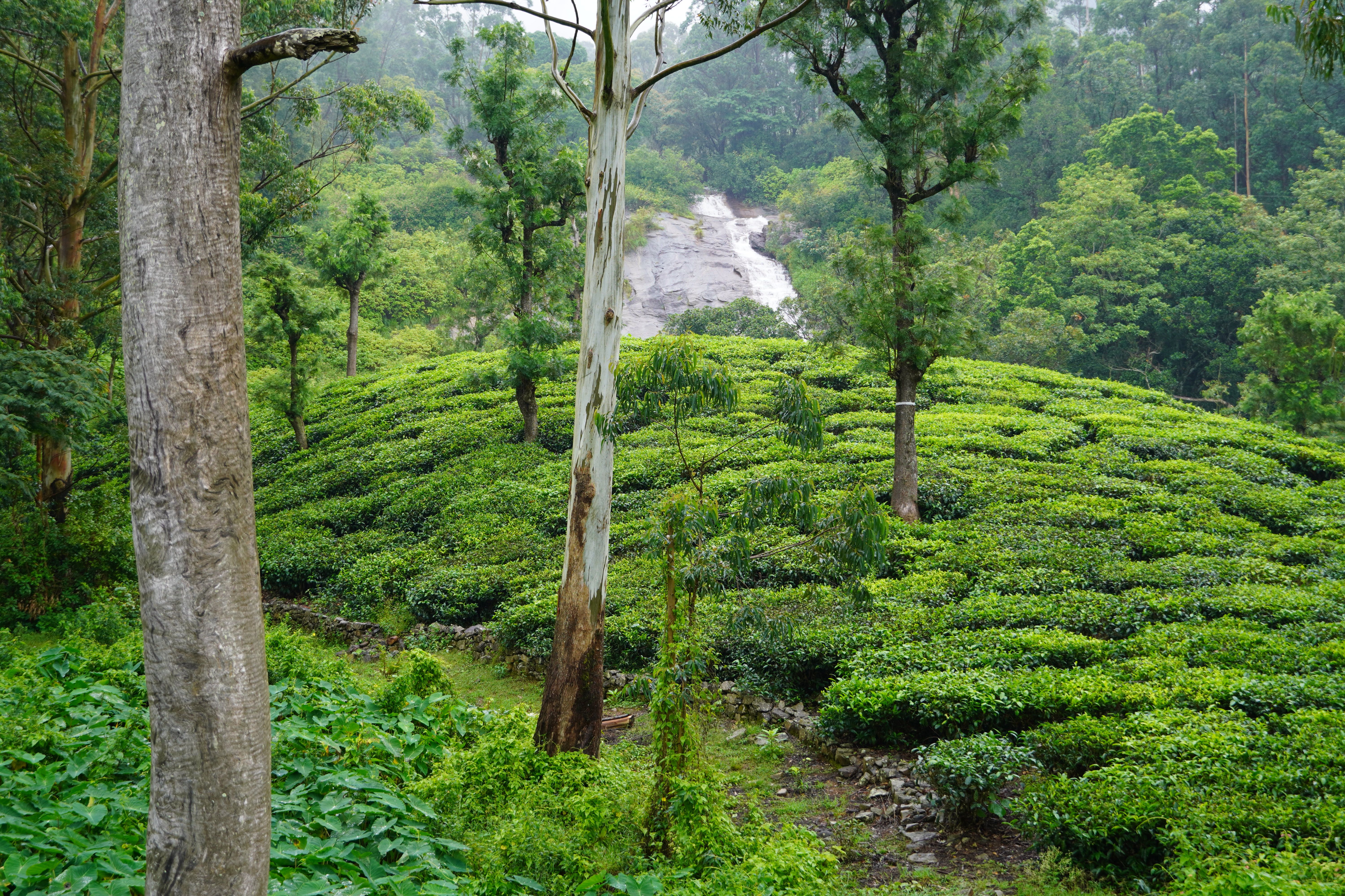 Pollachi Valparai Tour Package view 5
