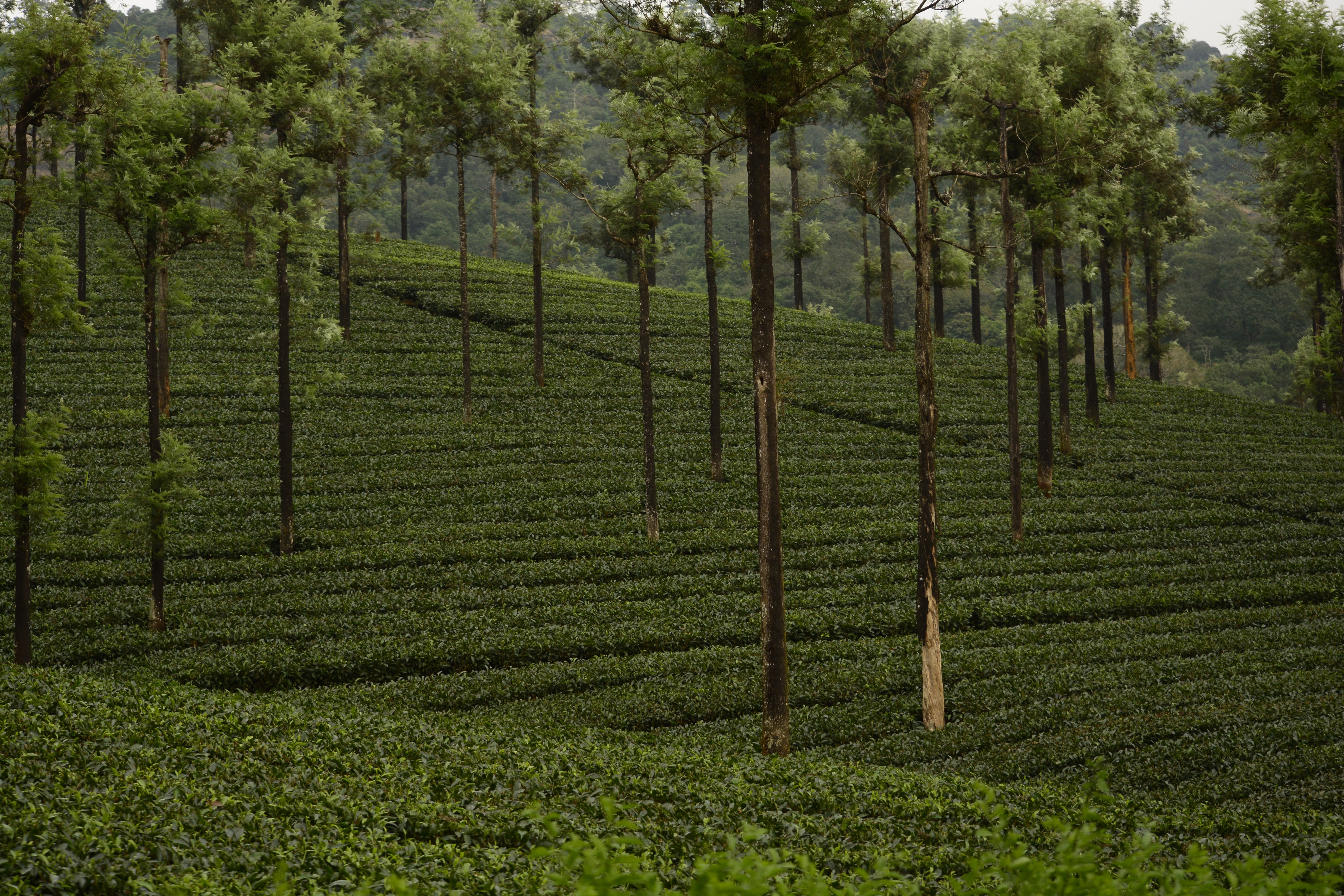Pollachi Valparai Tour Package view 7